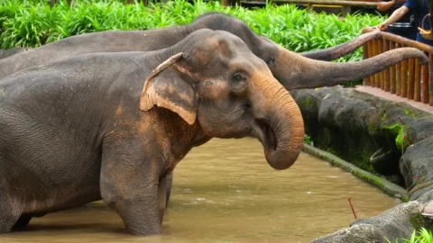 Stock Video Elephants Eating At The Zoo Live Wallpaper For PC - Free Live Wallpaper