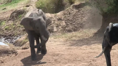 Stock Video Elephants At A Watering Hole Live Wallpaper For PC - Free Live Wallpaper