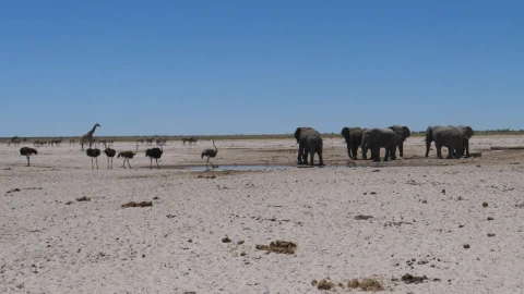 Stock Video Elephants And Ostrich Around A Small Waterhole Live Wallpaper For PC - Free Live Wallpaper