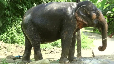Stock Video Elephant Taking A Bath Live Wallpaper For PC - Free Live Wallpaper