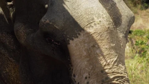 Stock Video Elephant Seen In Detail In The Savanna Live Wallpaper For PC - Free Live Wallpaper