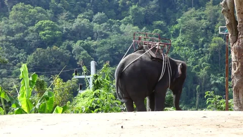 Stock Video Elephant Moving With Rhythm Live Wallpaper For PC - Free Live Wallpaper