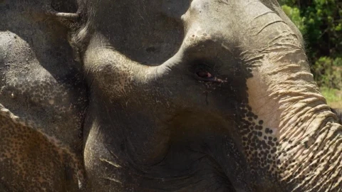 Stock Video Elephant In Profile In Detail Live Wallpaper For PC - Free Live Wallpaper
