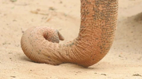 Stock Video Elephant Horn In The Ground Live Wallpaper For PC - Free Live Wallpaper