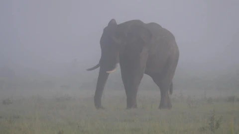 Stock Video Elephant Grazing On A Misty Savanna Live Wallpaper For PC - Free Live Wallpaper