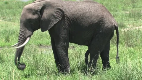 Stock Video Elephant Grazing In A Field Live Wallpaper For PC - Free Live Wallpaper