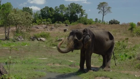 Stock Video Elephant Getting Wet With Its Trunk Live Wallpaper For PC - Free Live Wallpaper