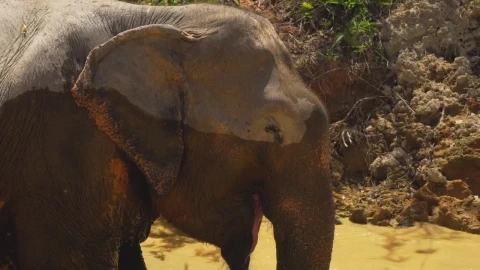 Stock Video Elephant Getting Wet In A River In The Savanna Live Wallpaper For PC - Free Live Wallpaper