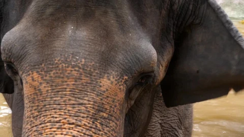 Stock Video Elephant Face Closeup Live Wallpaper For PC - Free Live Wallpaper