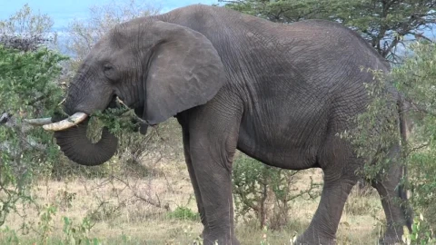 Stock Video Elephant Eating Leaves Live Wallpaper For PC - Free Live Wallpaper