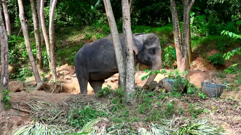 Stock Video Elephant Eating In The Woods Live Wallpaper For PC - Free Live Wallpaper