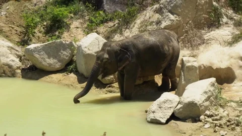 Stock Video Elephant Drinking Water With Its Trunk Live Wallpaper For PC - Free Live Wallpaper
