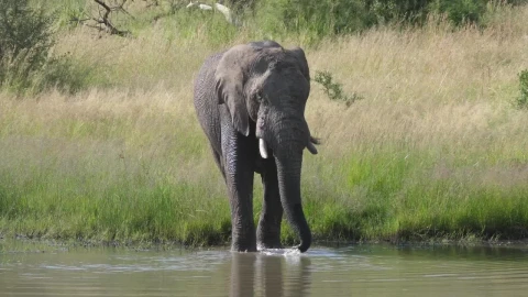 Stock Video Elephant Drinking From A Lake Live Wallpaper For PC - Free Live Wallpaper