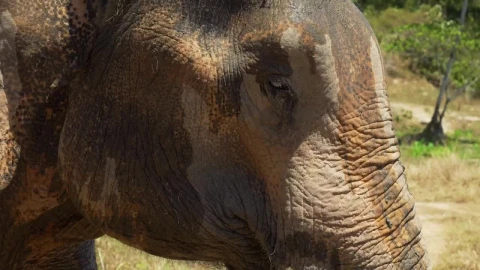 Stock Video Elephant Carrying Something To Its Mouth Live Wallpaper For PC - Free Live Wallpaper