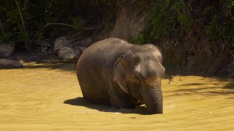 Stock Video Elephant Cooling Off In A Lake Live Wallpaper For PC - Free Live Wallpaper