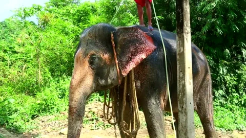 Stock Video Elephan Taking A Bath Live Wallpaper For PC - Free Live Wallpaper