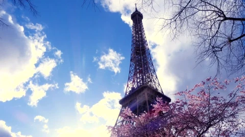 Stock Video Eiffel Tower And Sakura Tree Live Wallpaper For PC - Free Live Wallpaper