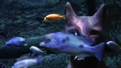 Stock Video Egyptian Cat On The Sea Floor Surrounded By Fish Live Wallpaper For PC - Free Live Wallpaper