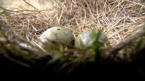 Stock Video Eggs In A Nest Live Wallpaper For PC - Free Live Wallpaper