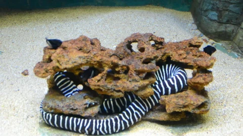 Stock Video Eel Wrapped Around A Rock Live Wallpaper For PC - Free Live Wallpaper
