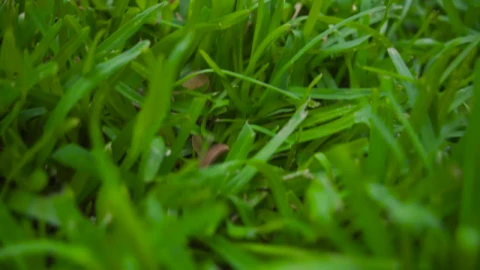 Stock Video Easter Eggs In A Basket In The Garden Live Wallpaper For PC - Free Live Wallpaper