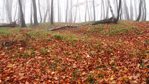 Stock Video Early Morning Fog In A Forest Live Wallpaper For PC - Free Live Wallpaper
