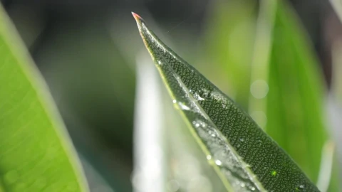 Stock Video Early Morning Dew On Leaves Live Wallpaper For PC - Free Live Wallpaper