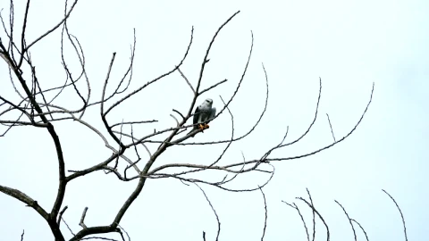 Stock Video Eagle Resting On A Branch Live Wallpaper For PC - Free Live Wallpaper