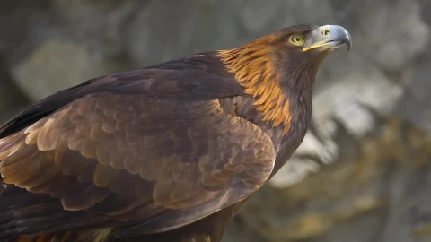 Stock Video Eagle In The Wild Live Wallpaper For PC - Free Live Wallpaper