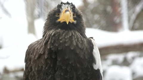 Stock Video Eagle In The Snow Closeup Live Wallpaper For PC - Free Live Wallpaper