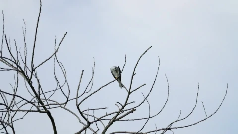 Stock Video Eagle High In The Tree Tops Live Wallpaper For PC - Free Live Wallpaper