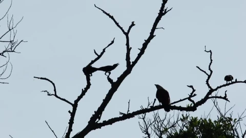 Stock Video Eagle Harassed By Other Birds Live Wallpaper For PC - Free Live Wallpaper