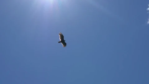 Stock Video Eagle Gliding In A Clear Sky Bottom View Live Wallpaper For PC - Free Live Wallpaper