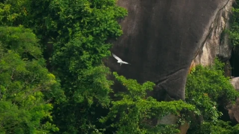 Stock Video Eagle Flying In The Topical Woods Live Wallpaper For PC - Free Live Wallpaper