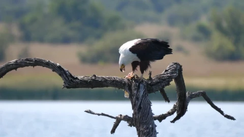 Stock Video Eagle Eats A Fish On A Tree Branch Live Wallpaper For PC - Free Live Wallpaper