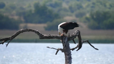 Stock Video Eagle Eats A Fish In The Lake Live Wallpaper For PC - Free Live Wallpaper