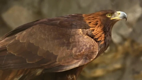 Stock Video Eagle Closeup Live Wallpaper For PC - Free Live Wallpaper