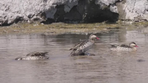 Stock Video Ducks Swimming In The Pond Live Wallpaper For PC - Free Live Wallpaper