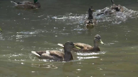 Stock Video Ducks Swimming In The Water Of A Lake Live Wallpaper For PC - Free Live Wallpaper