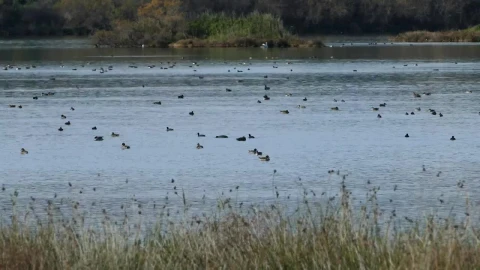 Stock Video Ducks Swimming In A Big Lake Live Wallpaper For PC - Free Live Wallpaper