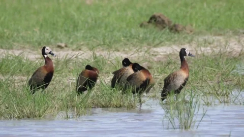 Stock Video Ducks Standing In The Shore Of The Lake Live Wallpaper For PC - Free Live Wallpaper