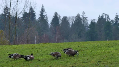 Stock Video Ducks In A Meadow During An Afternoon Live Wallpaper For PC - Free Live Wallpaper