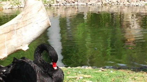 Stock Video Ducks In A Lake At A Zoo Live Wallpaper For PC - Free Live Wallpaper