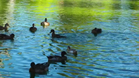 Stock Video Ducks Having Fun In A Lake Live Wallpaper For PC - Free Live Wallpaper