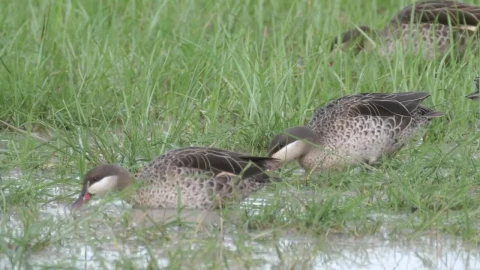 Stock Video Ducks Feeding By A Lake Live Wallpaper For PC - Free Live Wallpaper