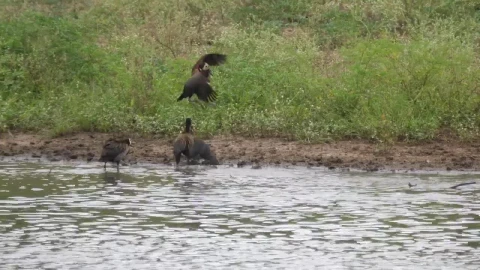 Stock Video Ducks Fighting On The Lakeshore Live Wallpaper For PC - Free Live Wallpaper