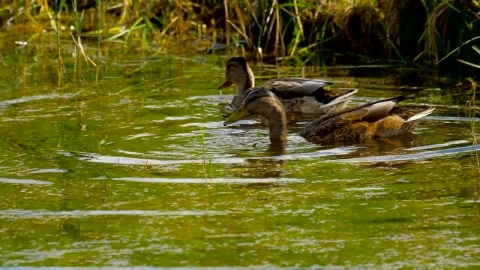 Stock Video Ducks Diving In The Lake Live Wallpaper For PC - Free Live Wallpaper