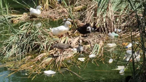 Stock Video Ducks Around A Dirty And Polluted River Live Wallpaper For PC - Free Live Wallpaper