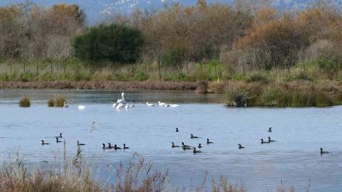 Stock Video Ducks And Swans In A Lake Live Wallpaper For PC - Free Live Wallpaper