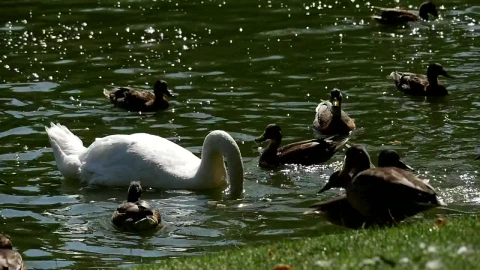 Stock Video Ducks And A Swan In A Lake Live Wallpaper For PC - Free Live Wallpaper